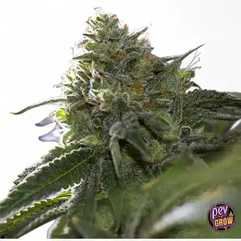 Lemon Cherry Gelato x Ice...