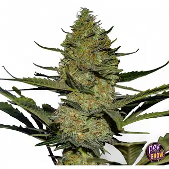 Gus Mints Feminized Seeds...