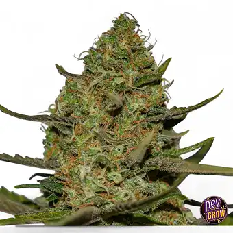 Forbidden Fruit x Spritzer...