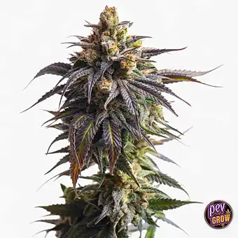 Graines Autofloraison...