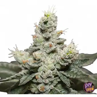 Blue Cookies x OG Kush...