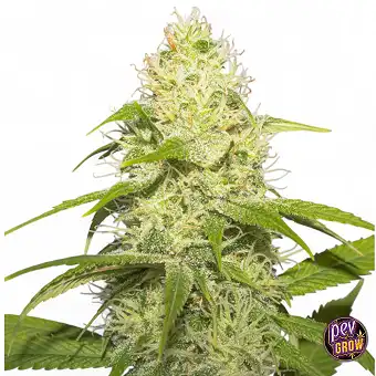White Runtz Feminized Seeds...