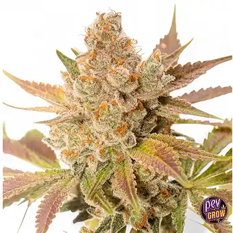 Orange Sherbet Auto Samen...