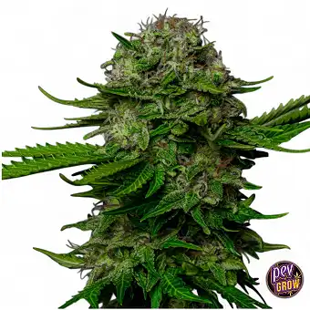 Oreoz x Spritzer Feminized...