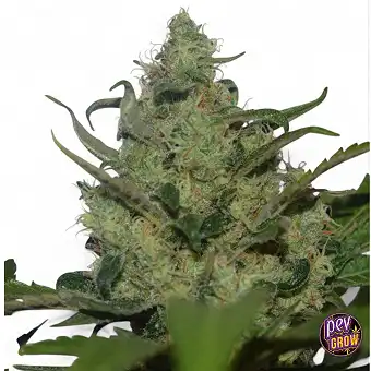 Garlotty Feminized Seeds –...