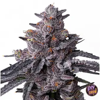 Zillions Feminized Seeds by...