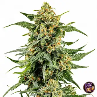 Skunk #1 Gefeminiseerde...