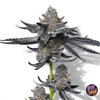 LFG Feminized Zaden van...