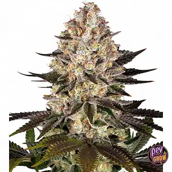 Feminisierten Hindu Kush...