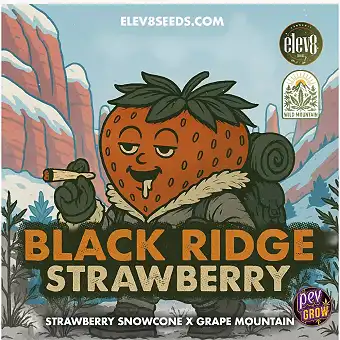 Black Ridge Strawberry Semi...