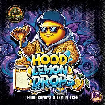 Hood Lemon Drops nőstény...