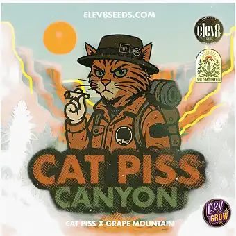 Cat Piss Canyon Graines...