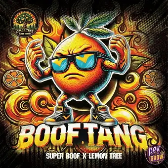 Boof Tang Femminizzata di...