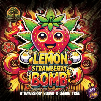 Acheter Lemon Strawberry Bomb semillas Feminizadas de Elev8 Seeds 3 unds Acheter Lemon Strawberry Bomb semillas Feminizadas de Elev8 Seeds 3 unds