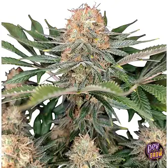 Panakeia High Terpenes CBG...