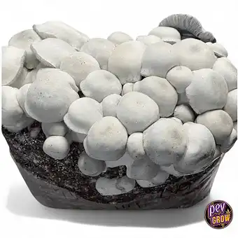 Bolsa de Cultivo Setas...