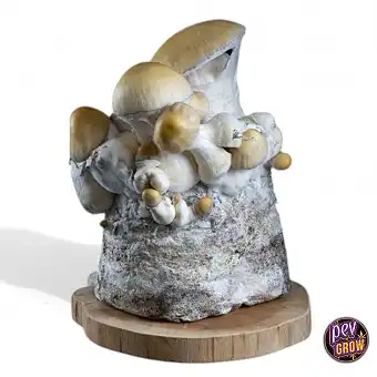 Kit Culture Champignons...