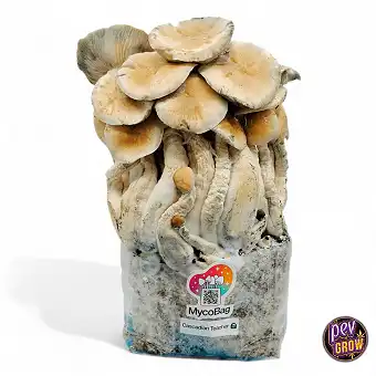 Kit Coltivazione Funghi...