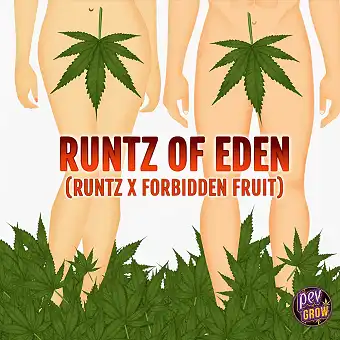 Runtz of Eden Feminizētas...