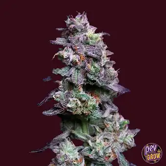 Baked Apple Cherries Elev8...