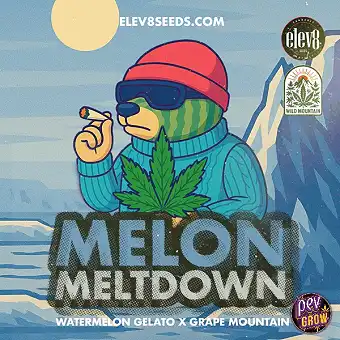 Melon Meltdown feminisierte...