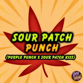 Sour Patch Punch Dişi...