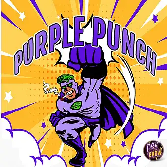 Purple Punch S1 Elev8 Seeds...