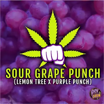 Sour Grape Punch Feminized...
