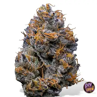 Velvet Cream Feminizatuak –...