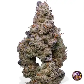 Crispy Sugar Feminizada |...