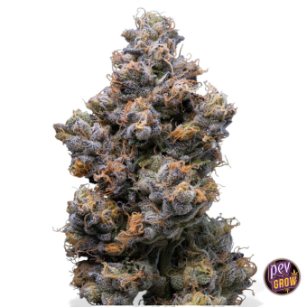 Acheter Miami Yayo Semillas Feminizadas | Cookies Seed Bank Acheter Miami Yayo Semillas Feminizadas | Cookies Seed Bank
