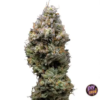 Miklo Feminized Seeds |...