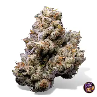 Orange Cake Feminized Seeds...