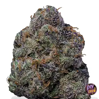 The Wolf Feminized Seeds |...