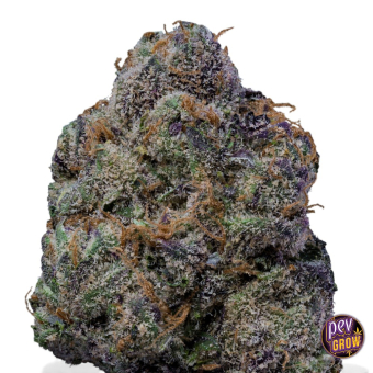 Acheter The Wolf semillas feminizadas | Cookies Seed Bank Acheter The Wolf semillas feminizadas | Cookies Seed Bank