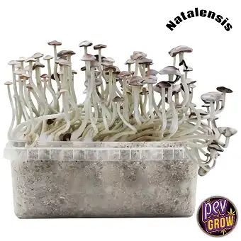Super Natalensis Magic...