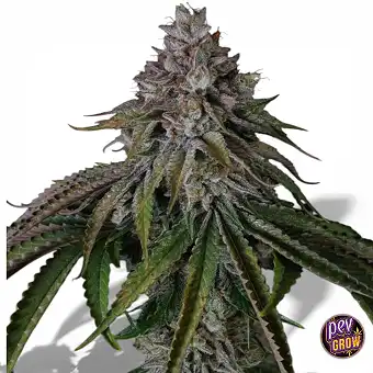 Velvet Mist Feminized Seeds...