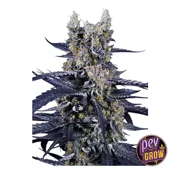 Semillas de marihuana Super...