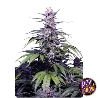 Graine de cannabis...