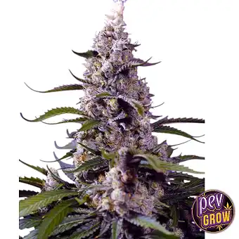 Graine de cannabis Banana...