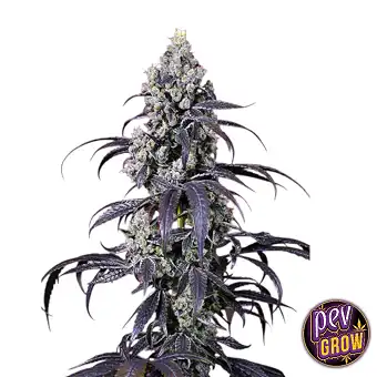 Semillas de marihuana...