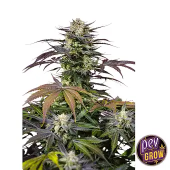 Cannabis samen Gelonade®