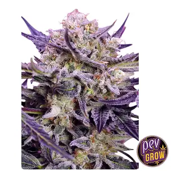 Cannabis samen Pink Guava...