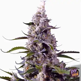 Cannabis samen Banana Cream...