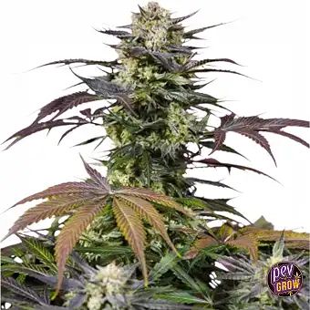 Semi di cannabis Gelonade®