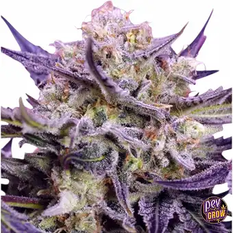 Semi di cannabis Pink Guava...