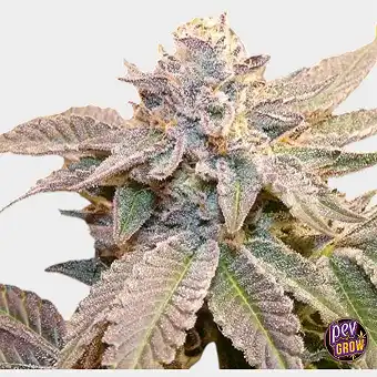 Semillas Geriza Regular –...