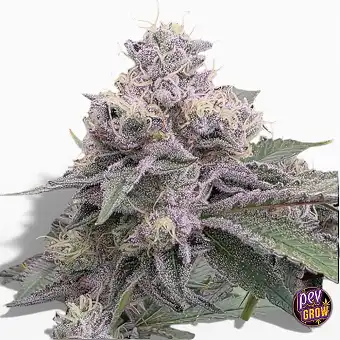 Semillas Regulares...