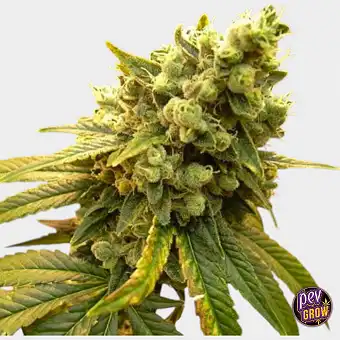 Semillas Regulares Ziri –...