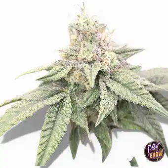 Semillas Regulares...